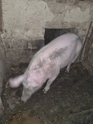 Porc crescut natural de carne