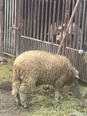 berbecuț.. - imagine 2