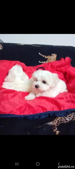 Cadoul perfect  bichon 