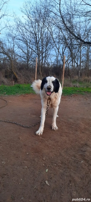 ciobanesc de bucovina - imagine 4