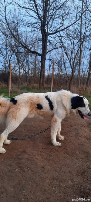 ciobanesc de bucovina - imagine 3