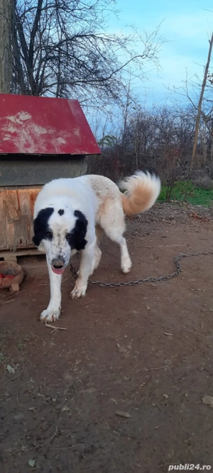 ciobanesc de bucovina - imagine 2