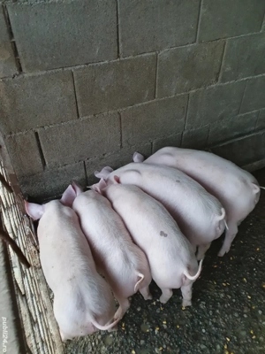 purcei de vanzare  - imagine 2