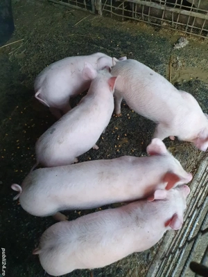 purcei de vanzare  - imagine 4