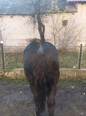 Vând armăsar de 1 an jumate din părinți semi grei pt detalii de  - imagine 2