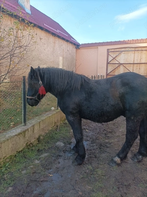 Vând armăsar de 1 an jumate din părinți semi grei pt detalii de 