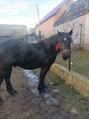 Vând armăsar de 1 an jumate din părinți semi grei pt detalii de  - imagine 3