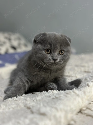 Scottish Fold de vânzare 