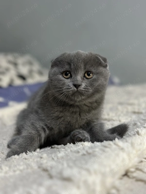 Scottish Fold de vânzare  - imagine 2
