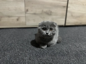 Scottish Fold de vânzare  - imagine 3