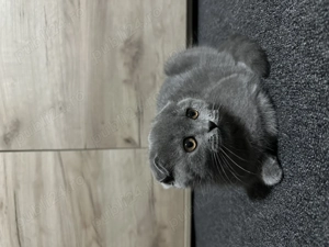 Scottish Fold de vânzare  - imagine 4