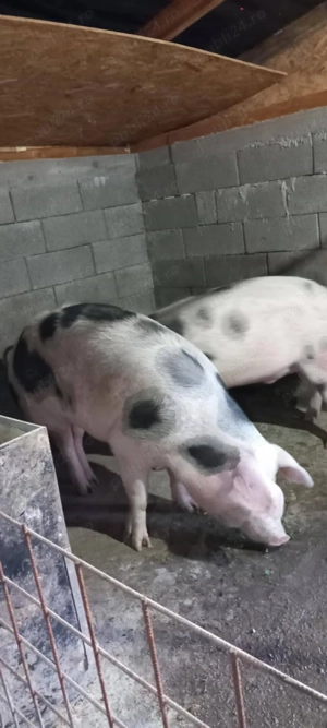 Porc mare de vânzare  - imagine 2