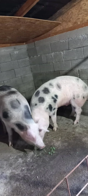 Porc mare de vânzare  - imagine 3