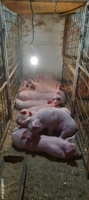 purcei de vanzare - imagine 5