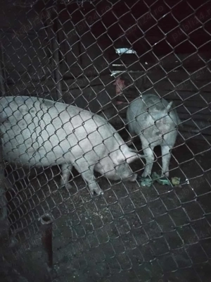 Porci de vanzare - imagine 2