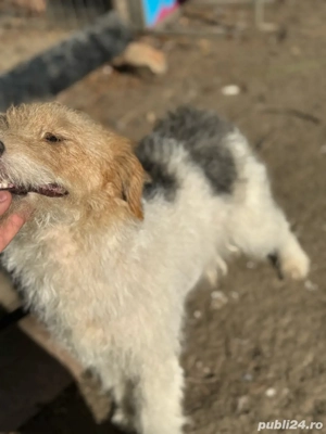  foxterrier schimb sau vand !!! - imagine 4