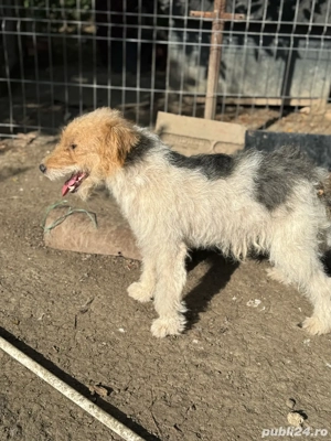  foxterrier schimb sau vand !!! - imagine 5