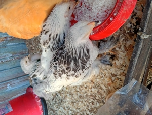 Pui brahma herminat deschis 