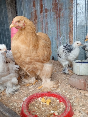 Pui brahma herminat deschis  - imagine 3