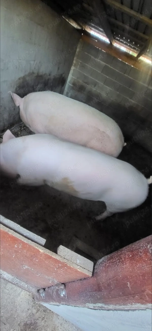 Porci de vânzare 
