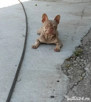 Buldog francez culoare foarte rară si frumoasa 