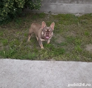 bulldog francez culoare rară si frumoasa  - imagine 2