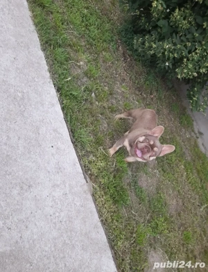 bulldog francez culoare rară si frumoasa  - imagine 4