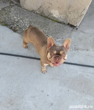 bulldog francez culoare rară si frumoasa  - imagine 3