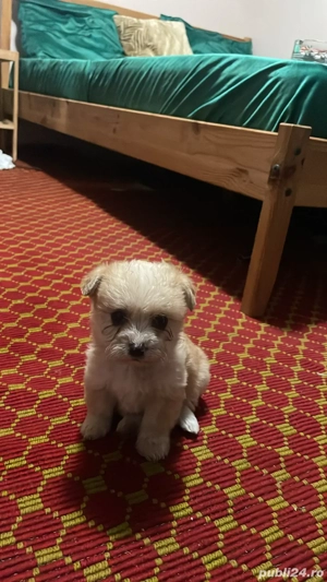 bishon havanez mascul - imagine 3