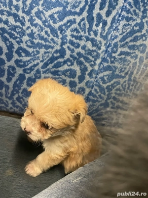 bishon havanez mascul - imagine 2