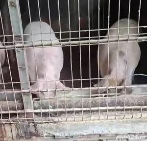 Porci crescuti natural pentru craciun PRET MIC - imagine 3