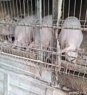 Porci crescuti natural pentru craciun PRET MIC - imagine 2