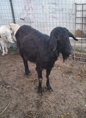 Capre anglonubiene  - imagine 2