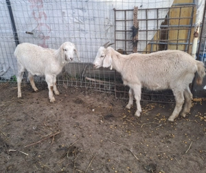 Capre anglonubiene  - imagine 3