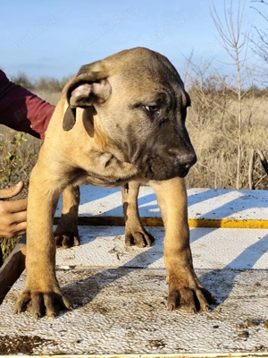 Vand catei presa canario  - imagine 2
