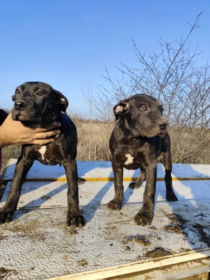 Vand catei presa canario 