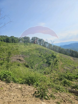 Pasune 21 ha pretabila pentru panouri fotovoltaice,impadurit - imagine 4