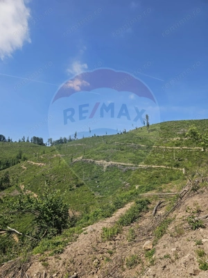 Pasune 21 ha pretabila pentru panouri fotovoltaice,impadurit - imagine 3