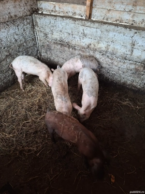 Purcei si Grasuni  - imagine 4