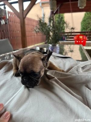 Pui bulldog francez  - imagine 3