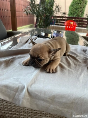 Pui bulldog francez 