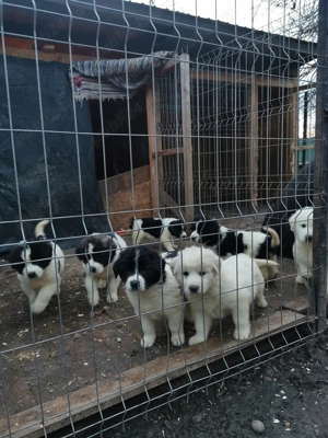 Ciobănesc de Bucovina 
