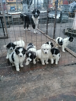 Ciobănesc de Bucovina  - imagine 3