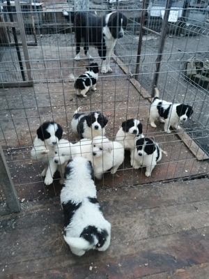 Ciobănesc de Bucovina  - imagine 6