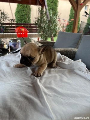 Pui bulldog francez  - imagine 2