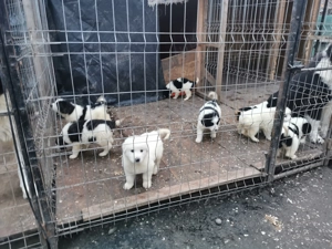 Ciobănesc de Bucovina  - imagine 7