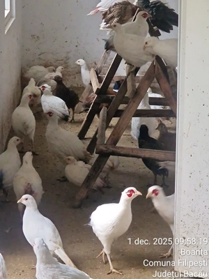 Fazani Albinos fe anul acasta   vaccinați si deparazitati...