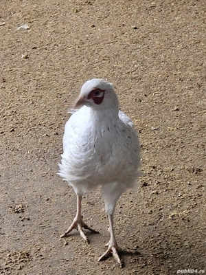 Fazani Albinos fe anul acasta   vaccinați si deparazitati... - imagine 4