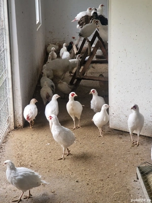 Fazani Albinos fe anul acasta   vaccinați si deparazitati... - imagine 3