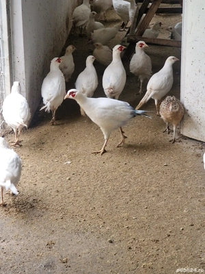 Fazani Albinos fe anul acasta   vaccinați si deparazitati... - imagine 5